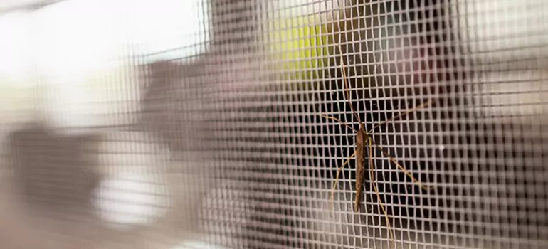 Repair Mosquito Mesh For Windows in Northdale, FL